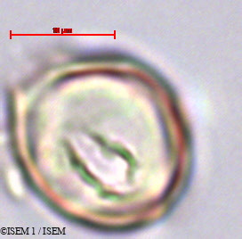 ISEM 1/Saurauia_rusbyi_29454/Saurauia_rusbyi_29454_0003(copy).jpg